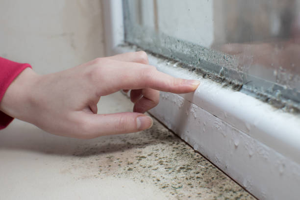 Best Water Damage & Mold Remediation  in Knoxville, TN