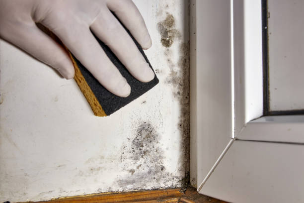 Knoxville, TN Mold Removal Company